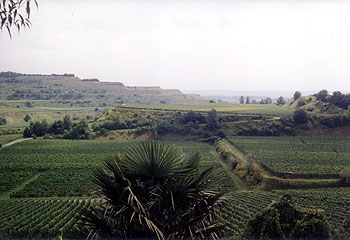 Kaiserstuhl -- Weinhänge